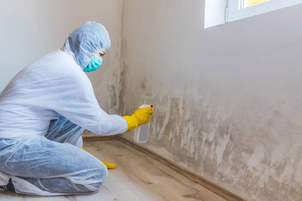Licensed Black Mold Removal service in Asbury Park, NJ - WQB Mold Removal