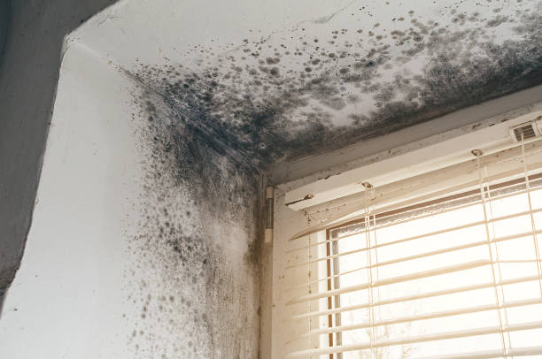 Affordable Black Mold Removal solutions in Asbury Park, NJ